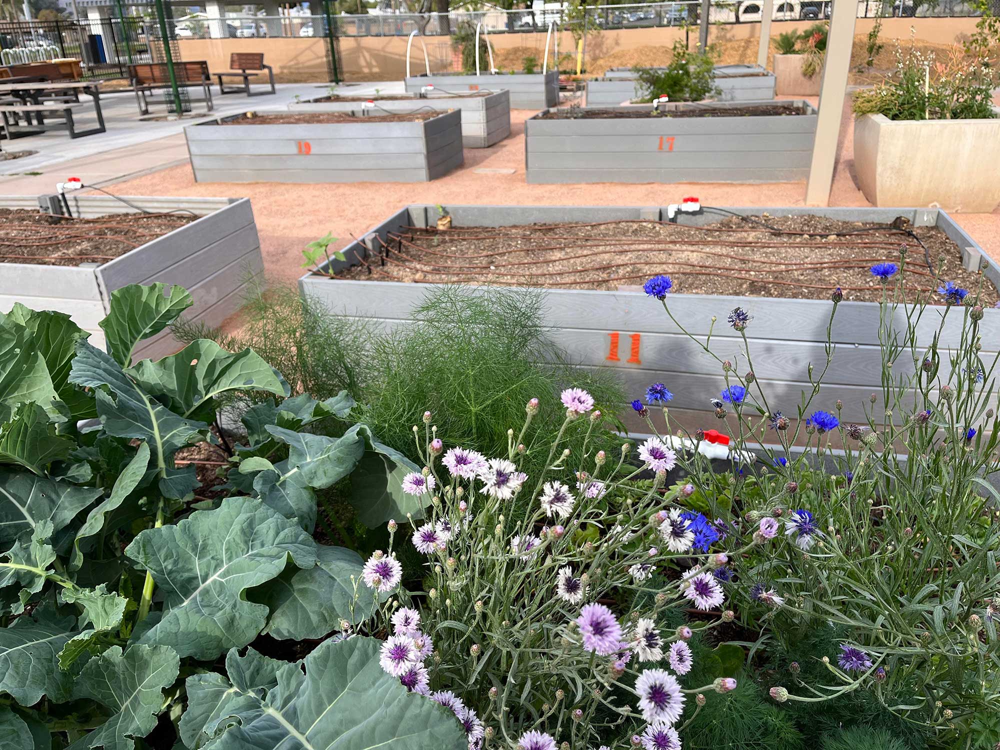 A view of some rental boxes at the gardn, some filled with flowers and leaves, some empty.